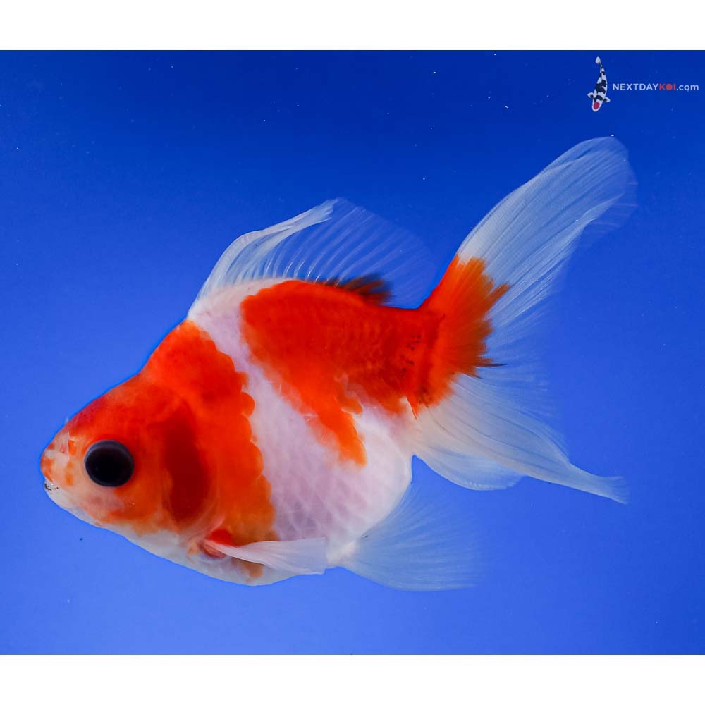 4” Imported Red and White Ryukin