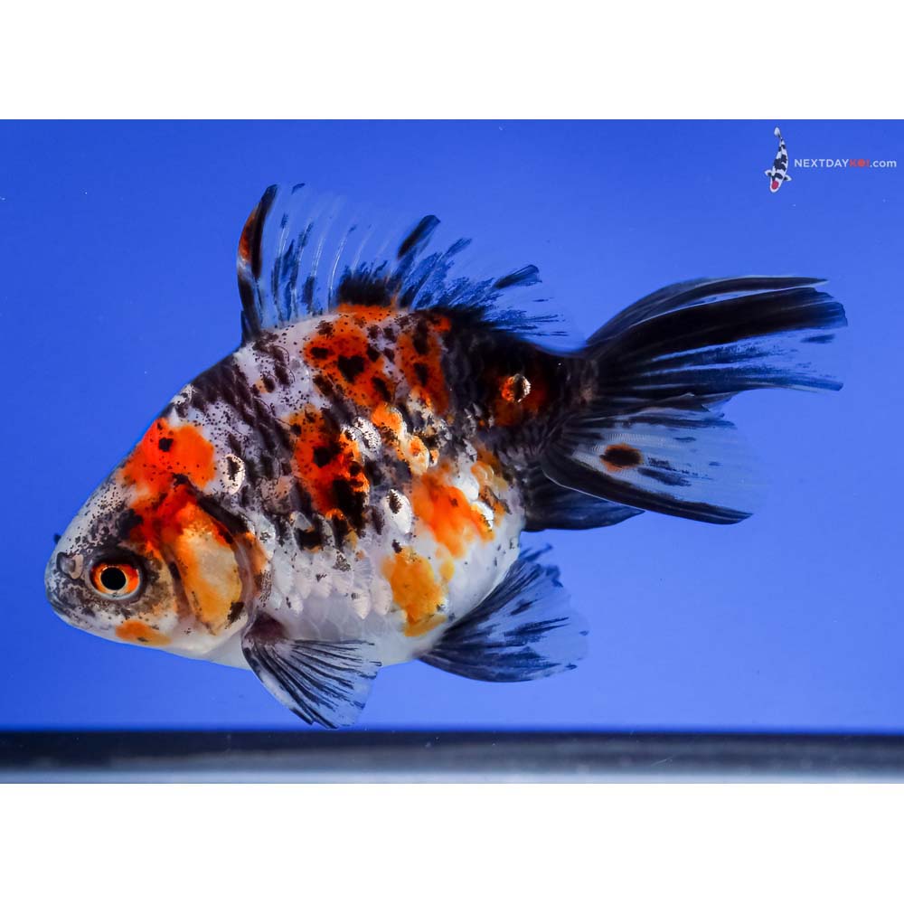 4.5” Imported Male Calico Ryukin