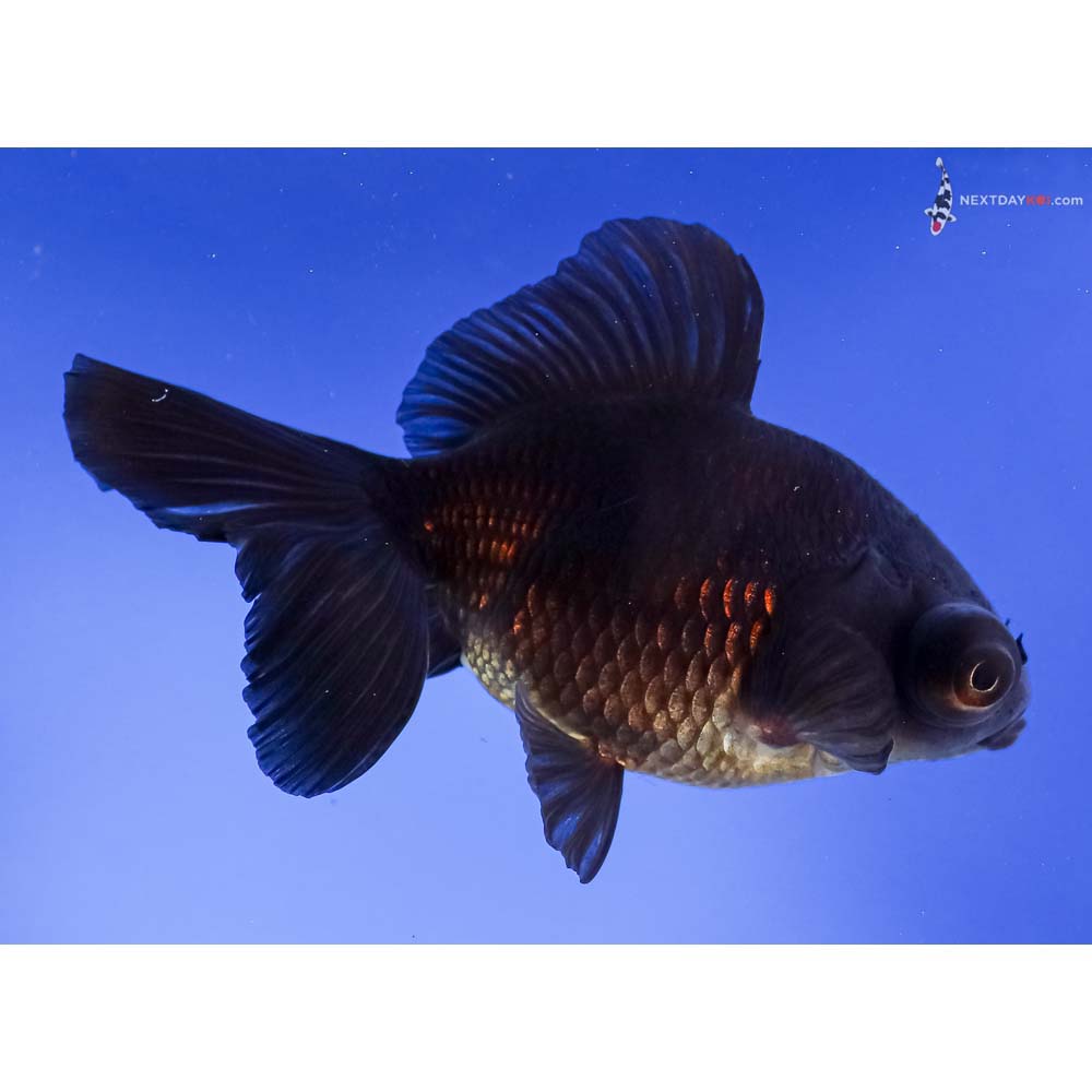 5” Imported Black Telescope Fantail