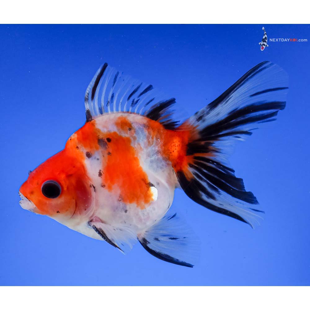 4.5” Imported Male Calico Ryukin