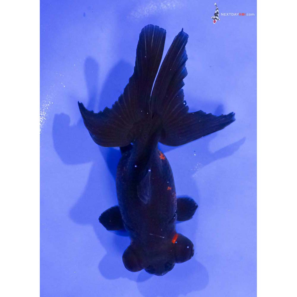 5” Imported Red and Black Telescope Fantail