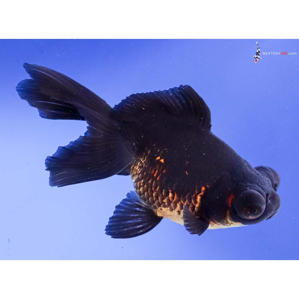 5” Imported Red and Black Telescope Fantail