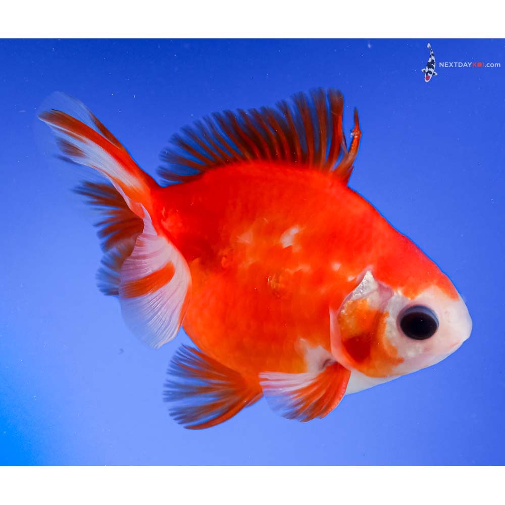 4.5” Imported Male Red and White Ryukin