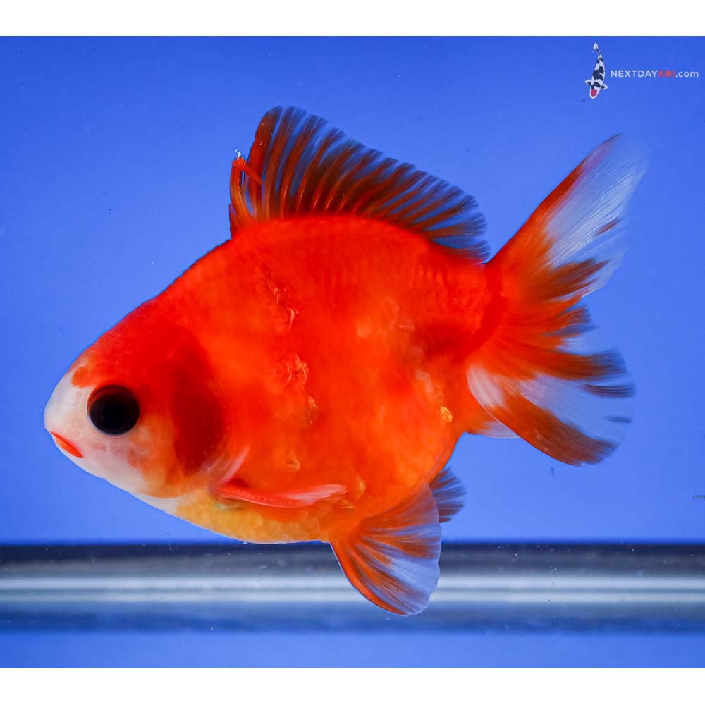 4.5” Imported Male Red and White Ryukin