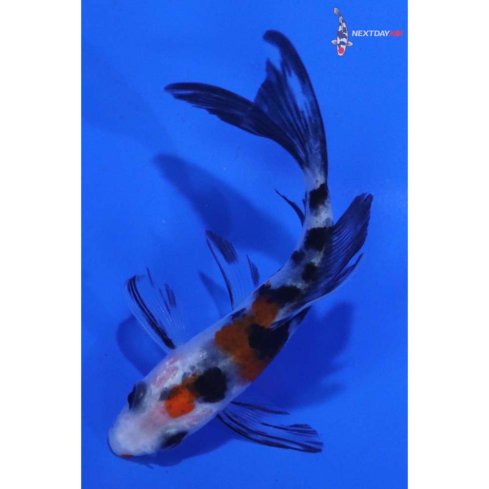 3” Imported Sanke Butterfly Koi