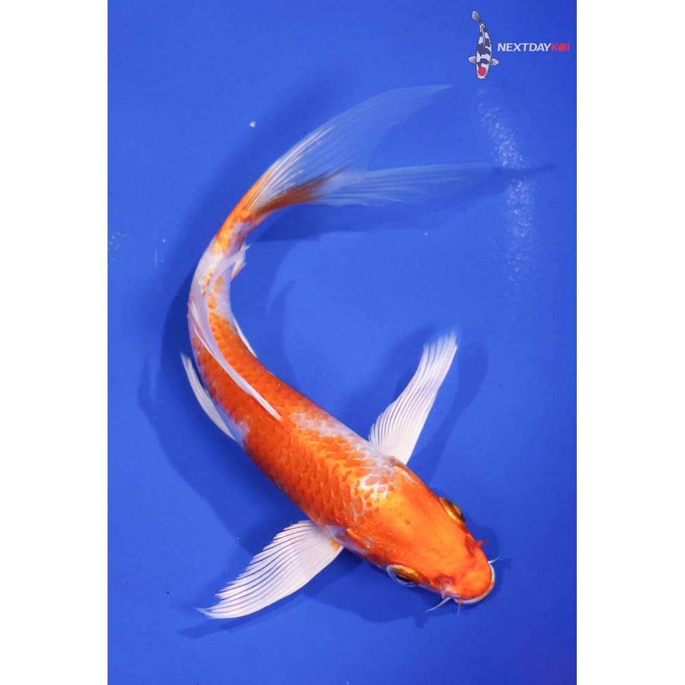 7” Imported Hariwake Butterfly Koi