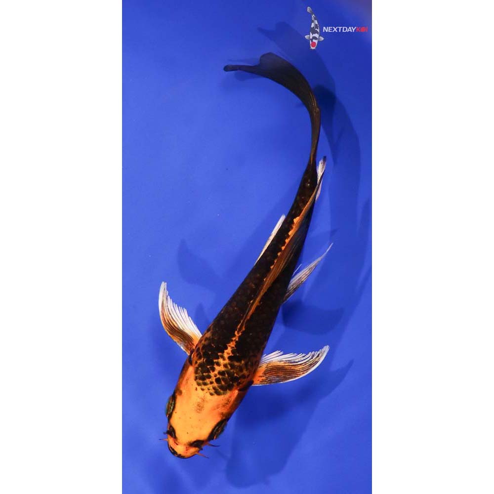 6.5” Imported Orenji Matsuba Butterfly Koi