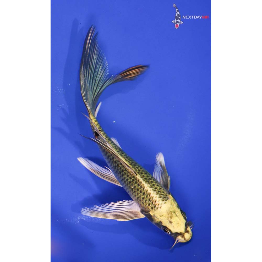 6.5” Imported Ki Matsuba Butterfly Koi