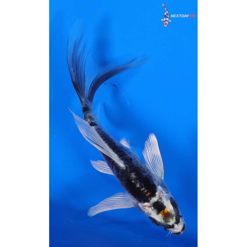 5” Imported Kin Kikokuryu Butterfly Koi