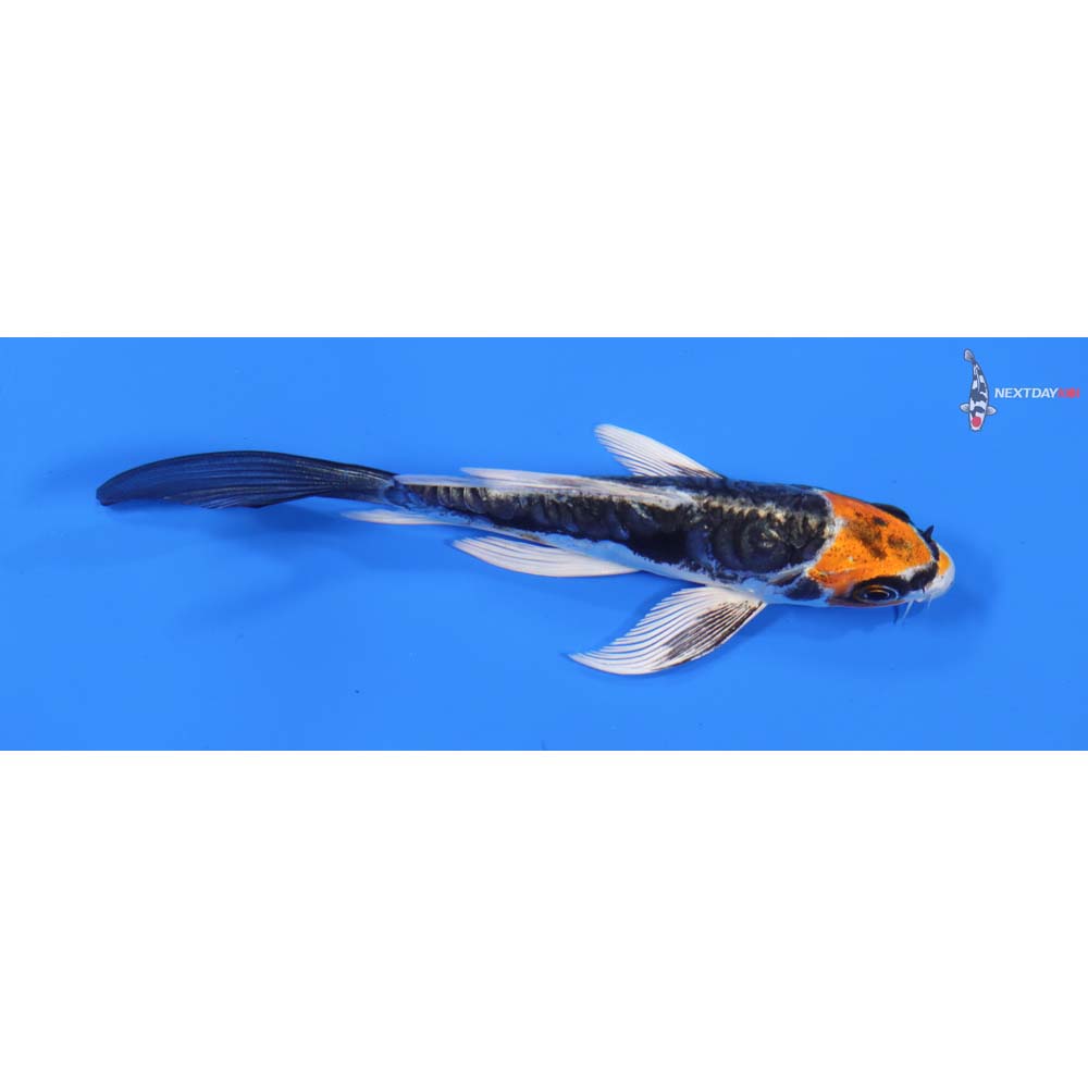 4.5” Imported Kin Kikokuryu Butterfly Koi