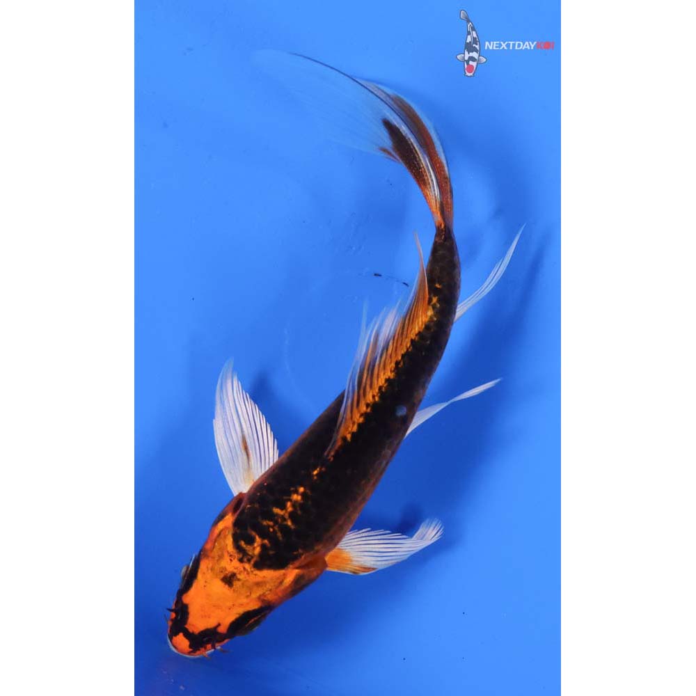 4.5” Imported Kin Kikokuryu Butterfly Koi