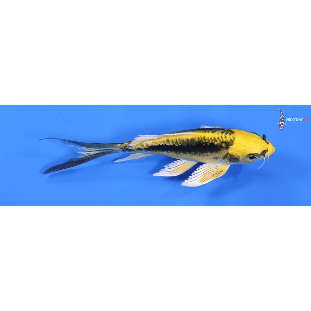 4.5” Imported Kin Kikokuryu Butterfly Koi