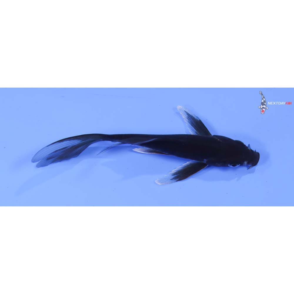 5” Imported Hajiro Butterfly Koi