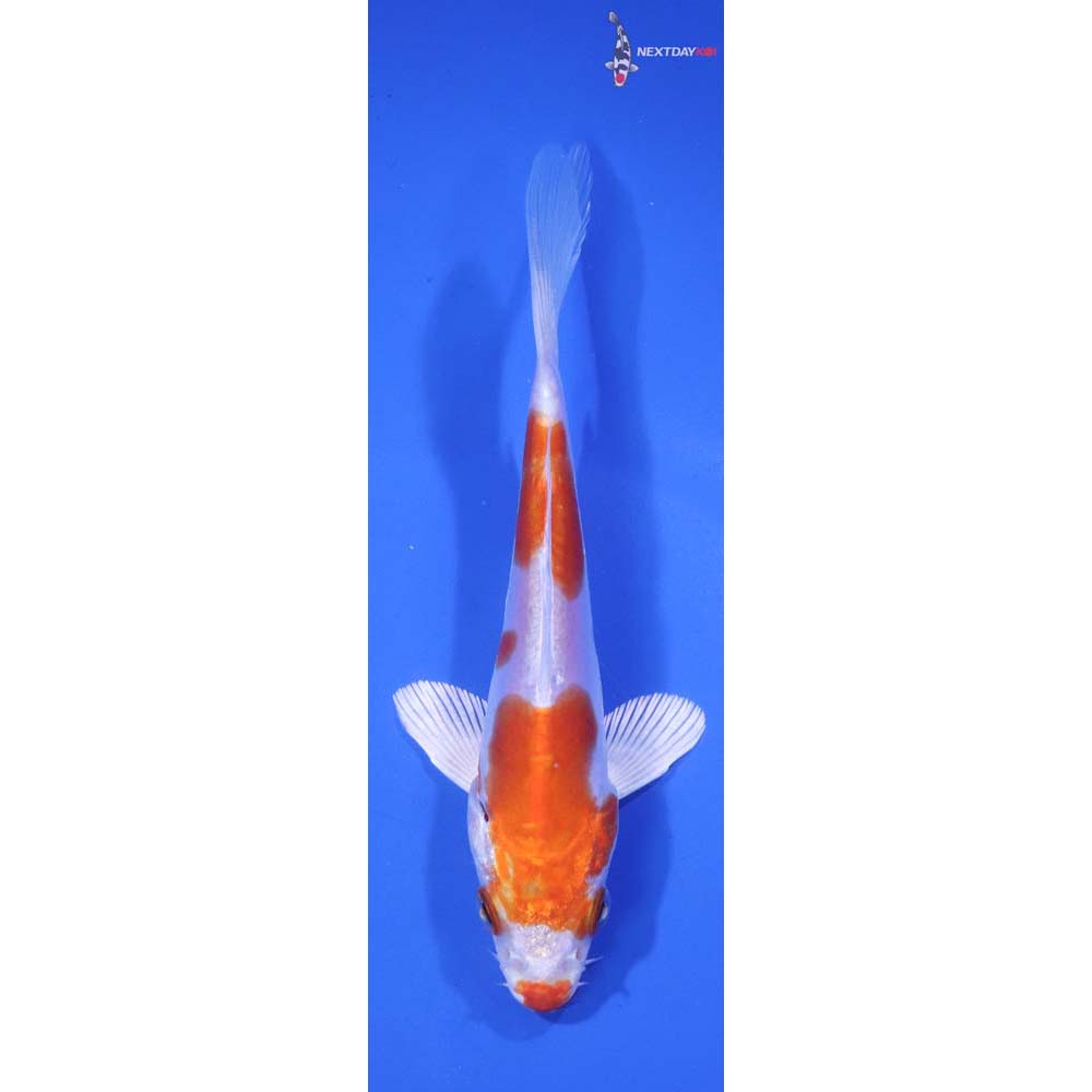 5” Imported Kikusui