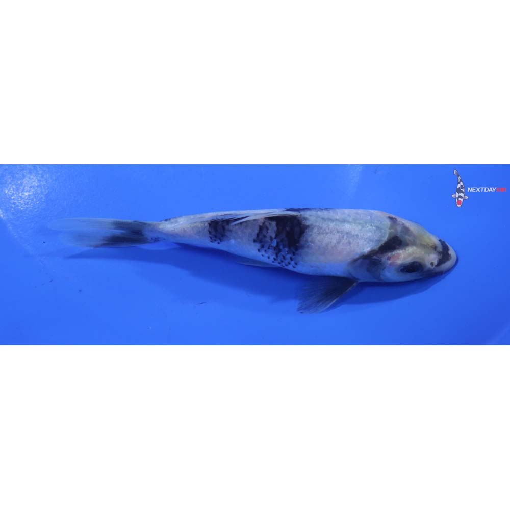 5.5” Imported Shiro Utsuri
