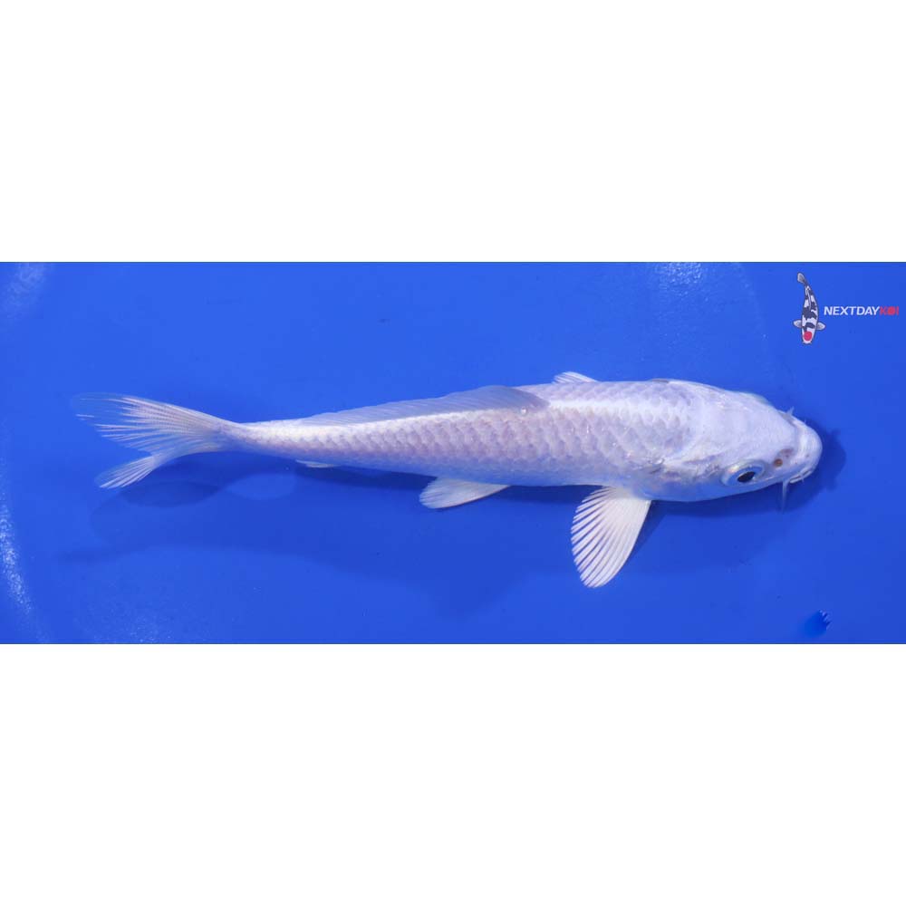 5.5” Imported Platinum Ogon