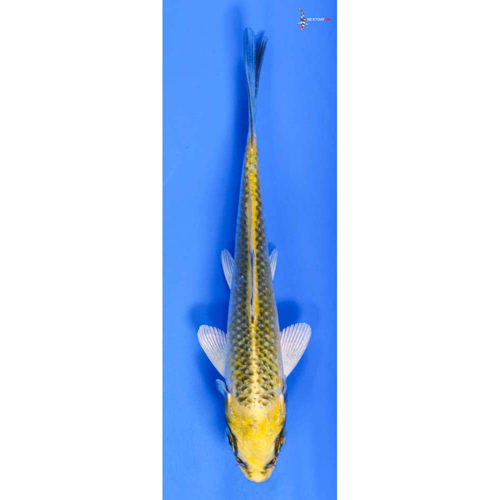 4” Imported Kujaku