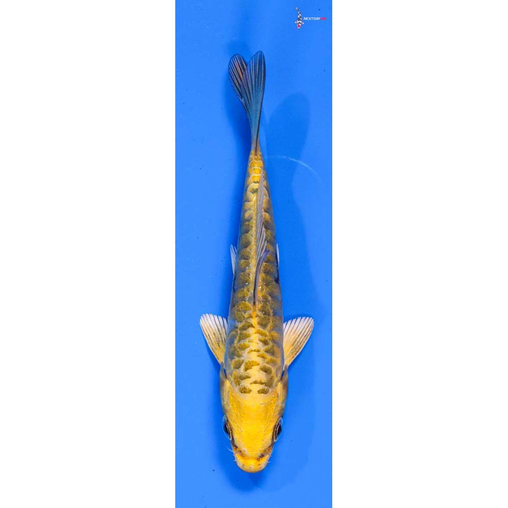 3.5” Imported Armor Scaled Ki Matsuba