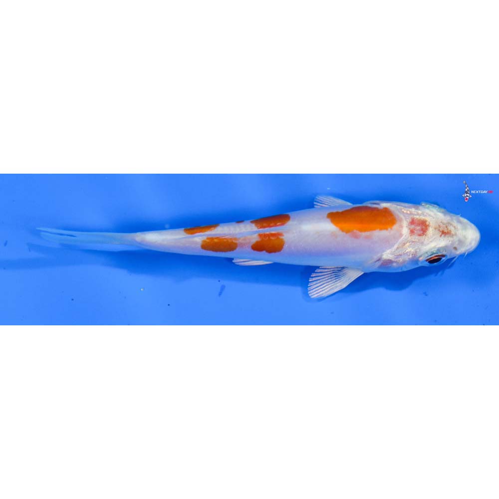 4” Imported Kikusui