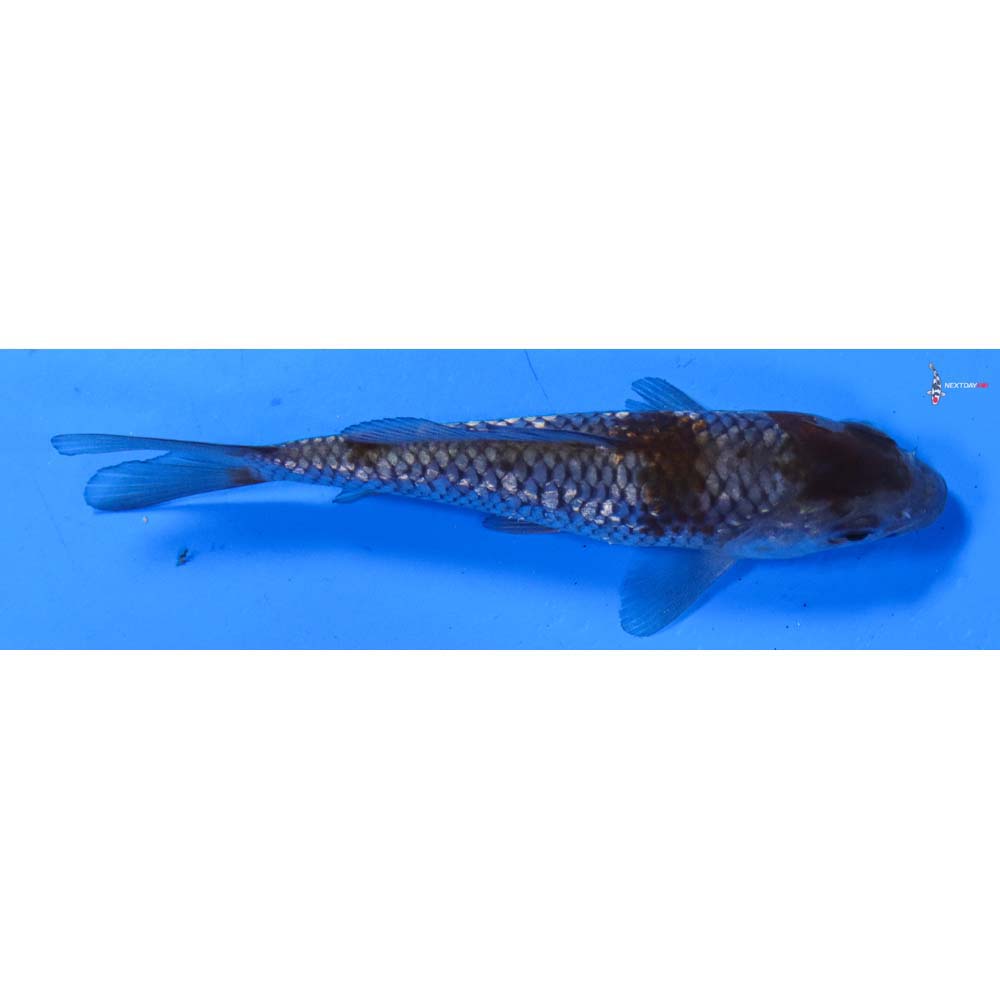 4” Imported Gin Rin Ochiba Shigure