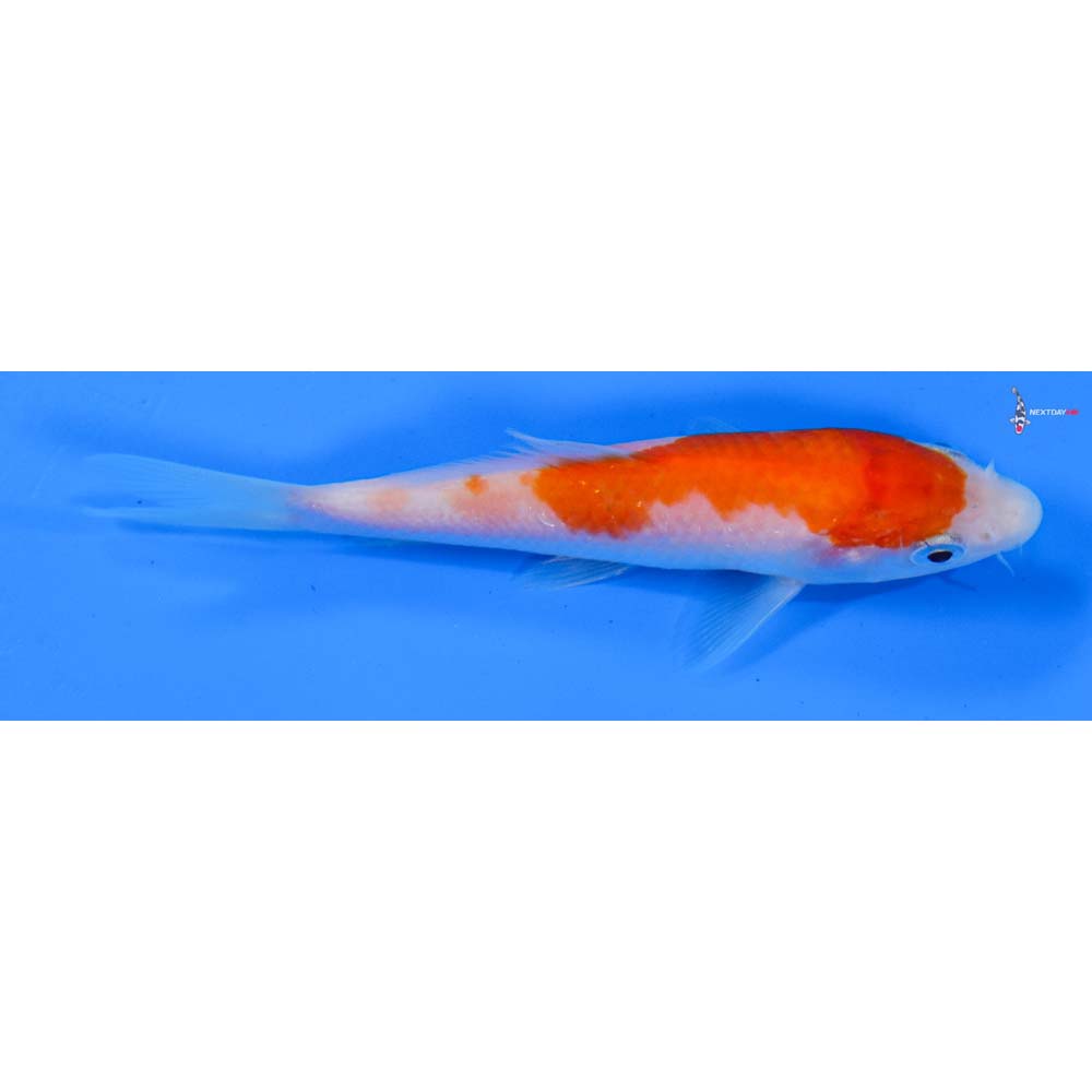4” Imported Kohaku