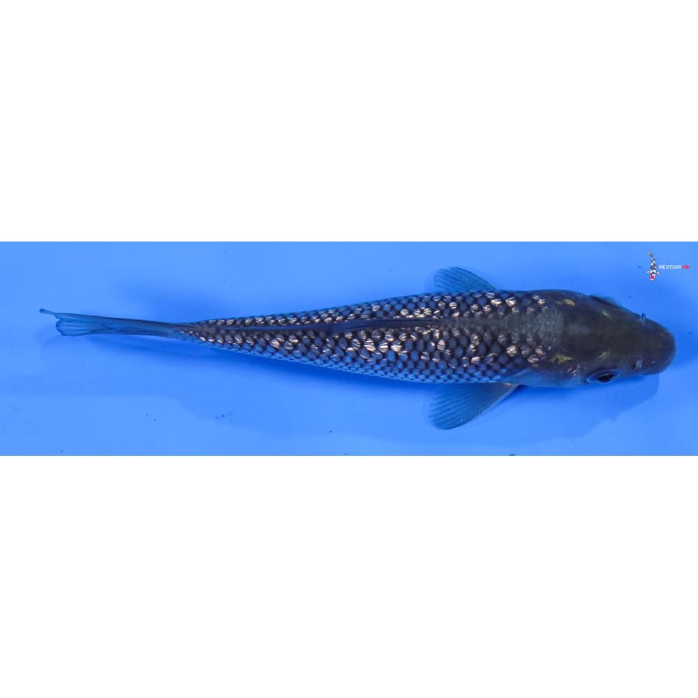 4.5” Imported Gin Rin Soragoi