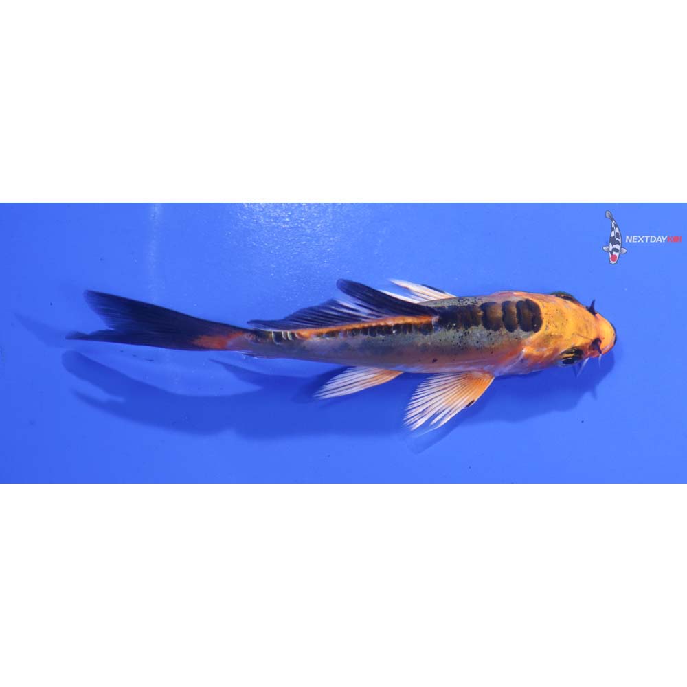 4” Imported Doitsu Orenji Matsuba Butterfly Koi