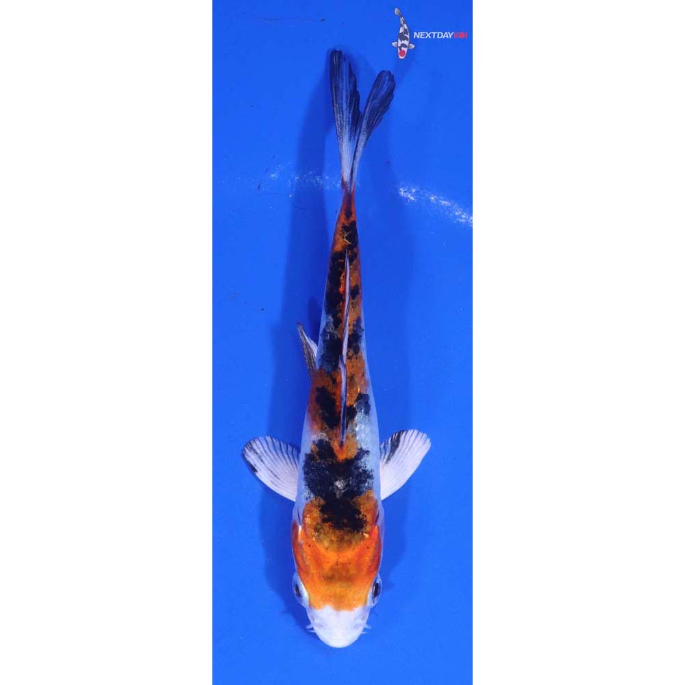 4” Imported Yamato Nishiki