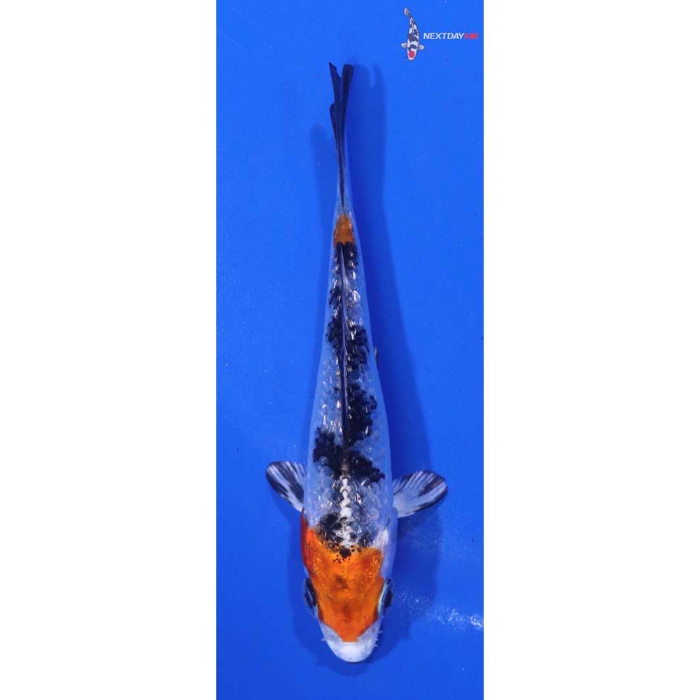 3.5” Imported Gin Rin Yamato Nishiki