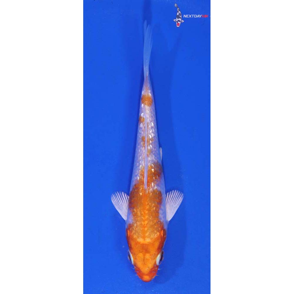 4” Imported Gin Rin Hariwake