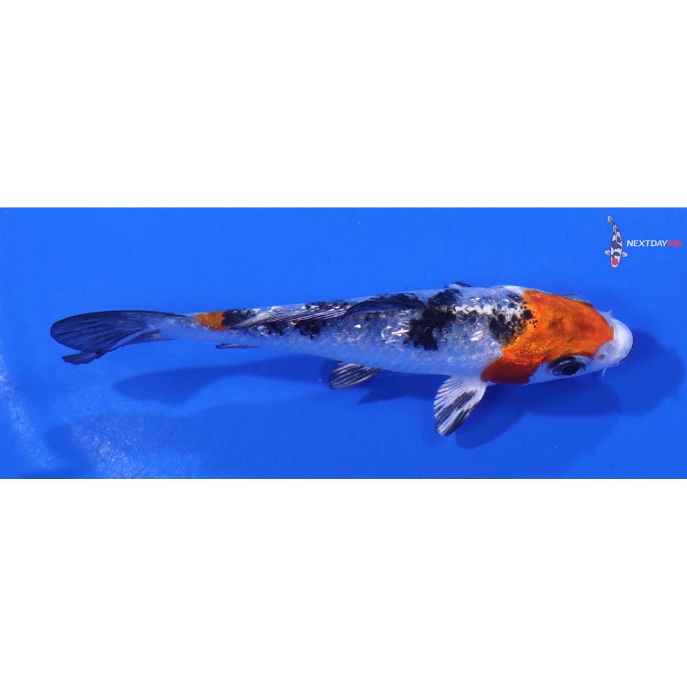3.5” Imported Gin Rin Yamato Nishiki