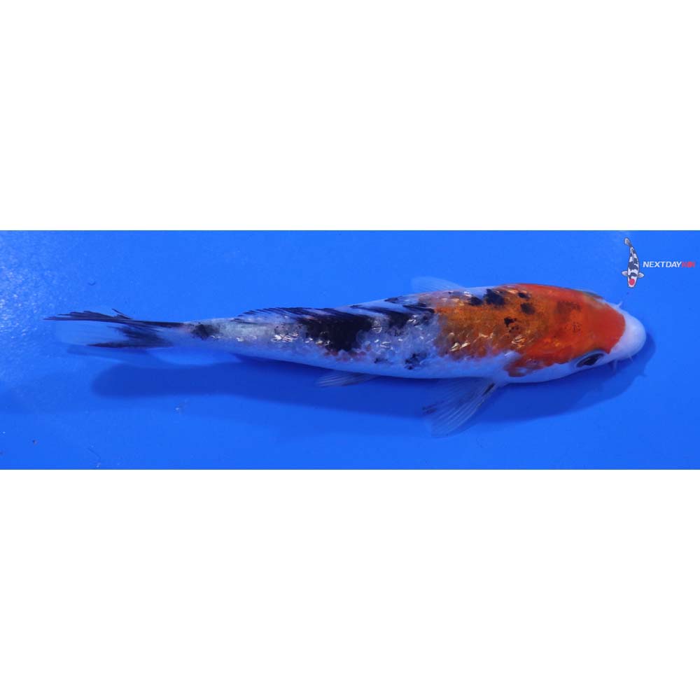 4.5” Imported Gin Rin Sanke