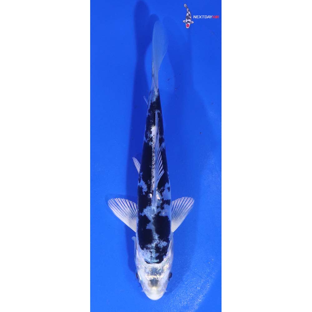 5” Imported Doitsu Gin Shiro Bekko