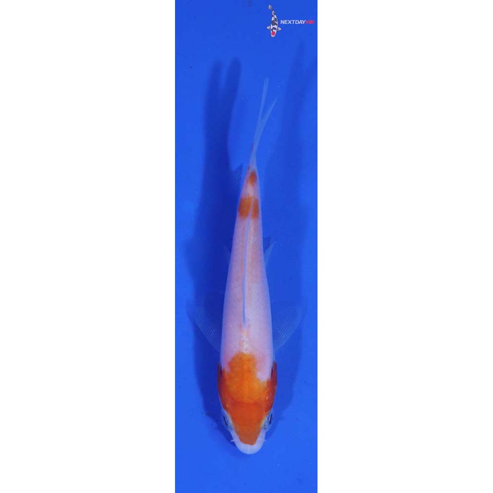 2.5” Imported Kohaku
