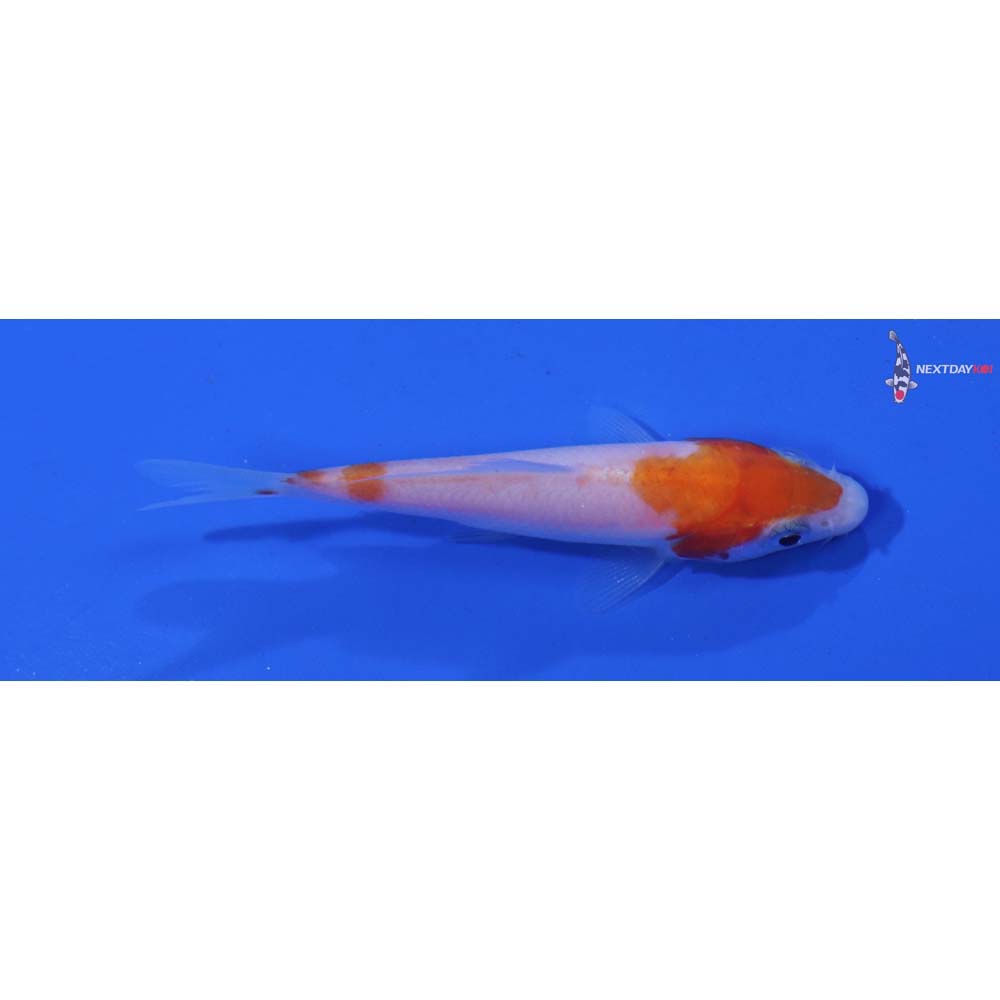 2.5” Imported Kohaku
