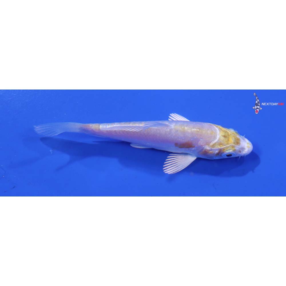 3” Imported Doitsu Lemon Hariwake