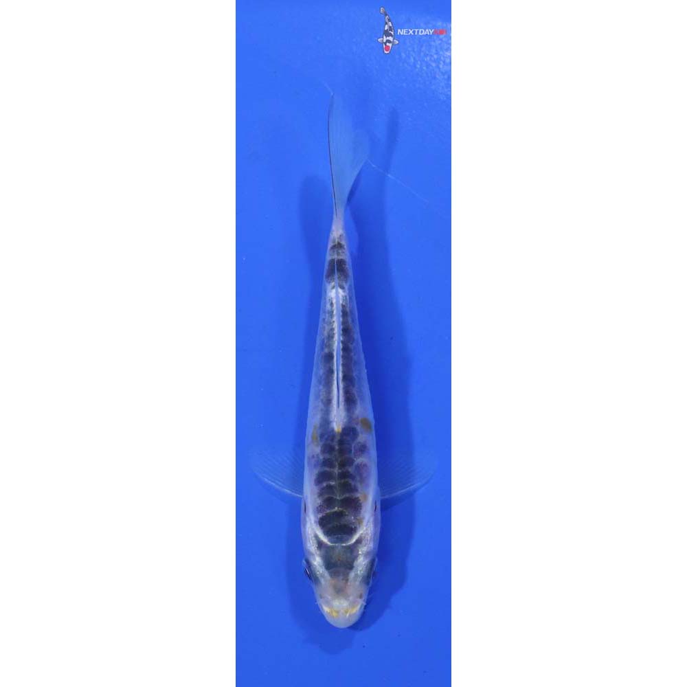 3.5” Imported Shusui