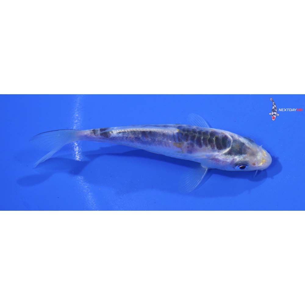 3.5” Imported Shusui
