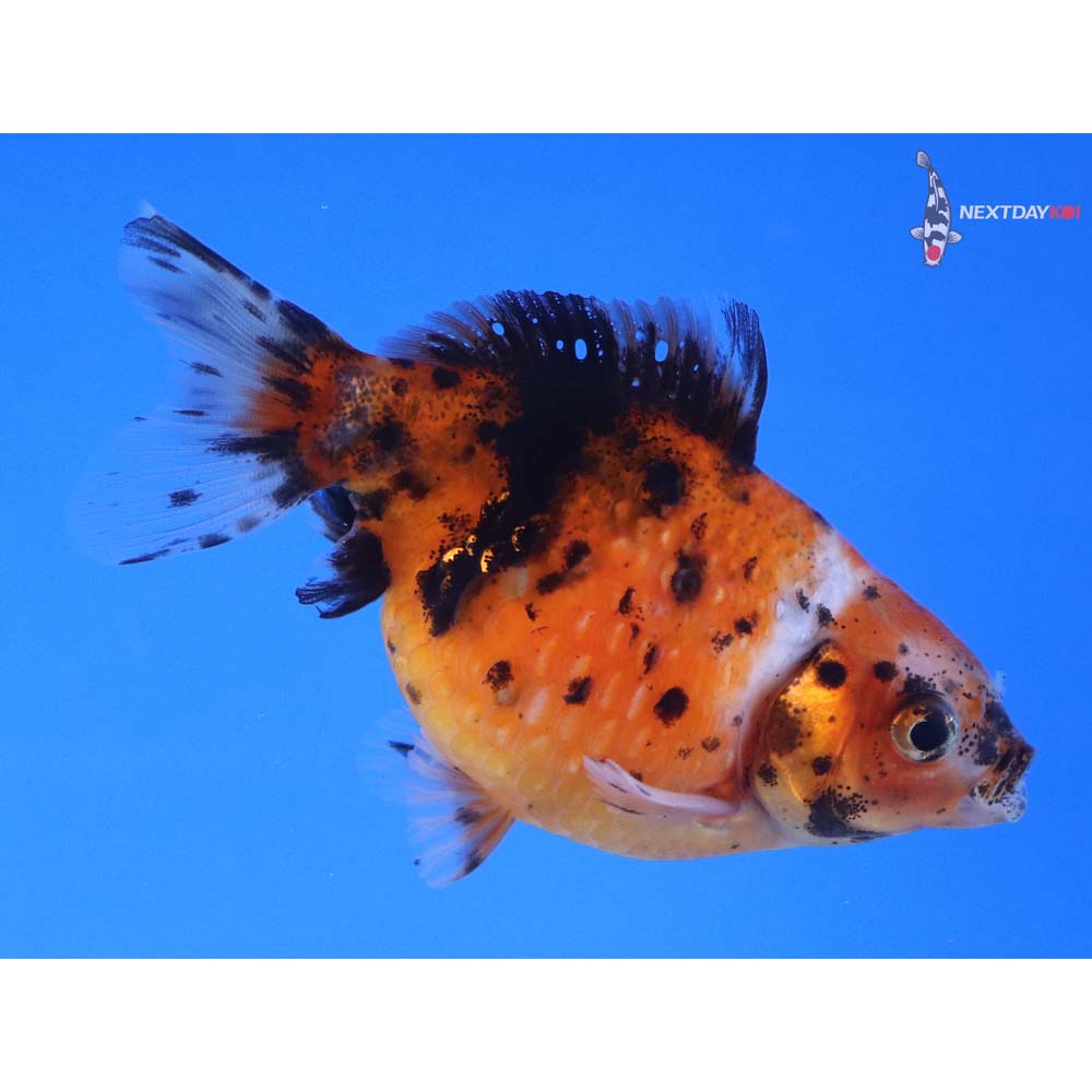 3.5” Imported Calico Pearlscale