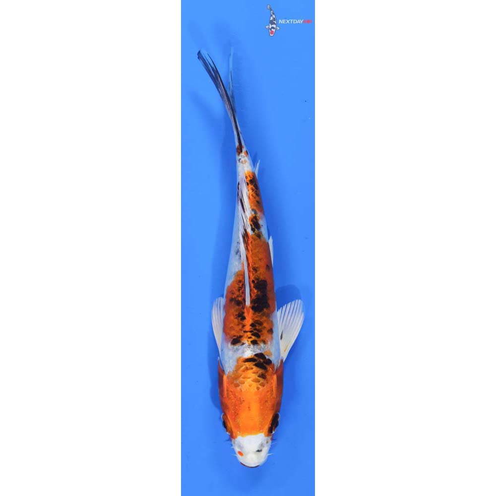 7” Imported Yamato Nishiki