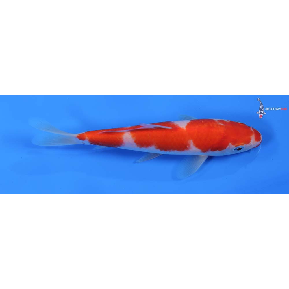 6.5” Imported Kohaku