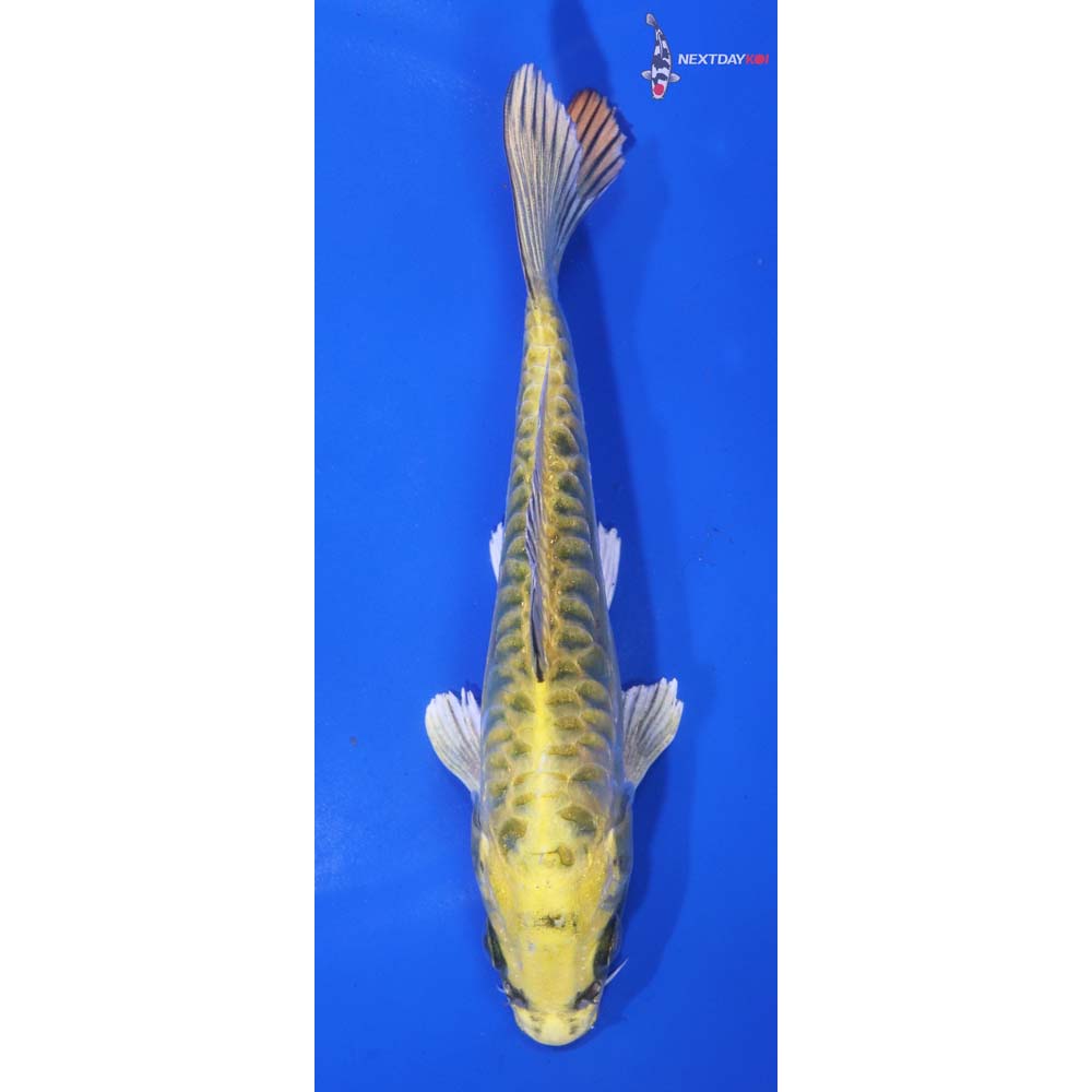 6” Imported Doitsu Kujaku