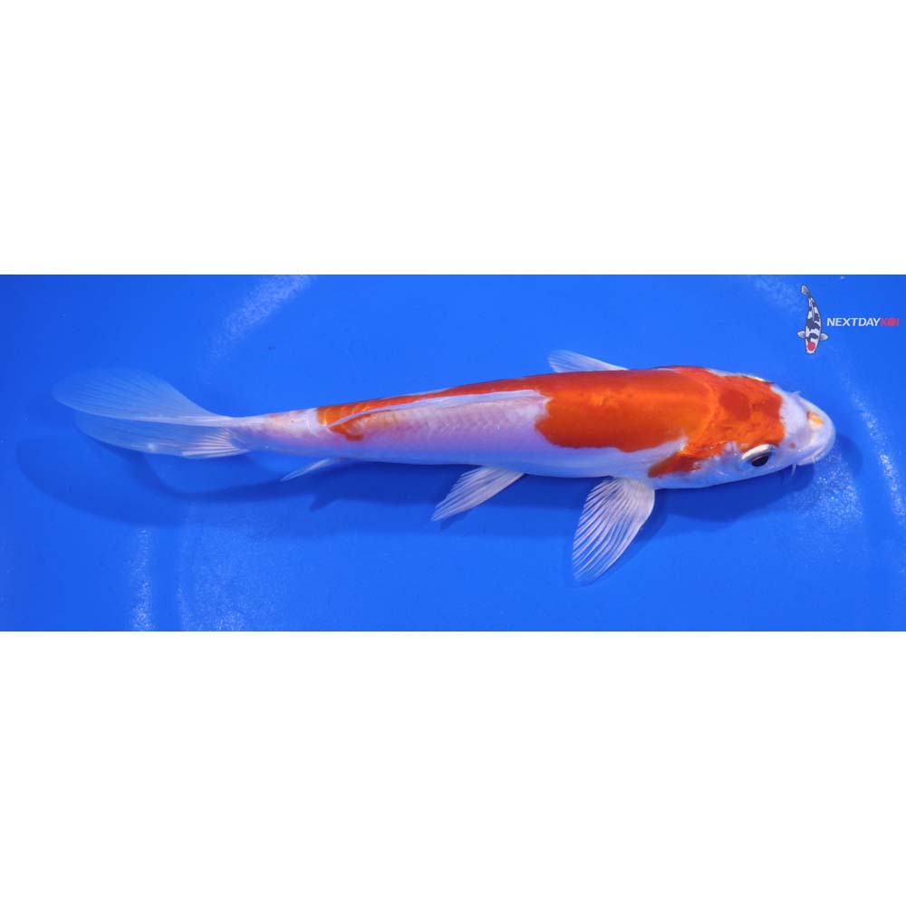 6.5” Imported Kikusui
