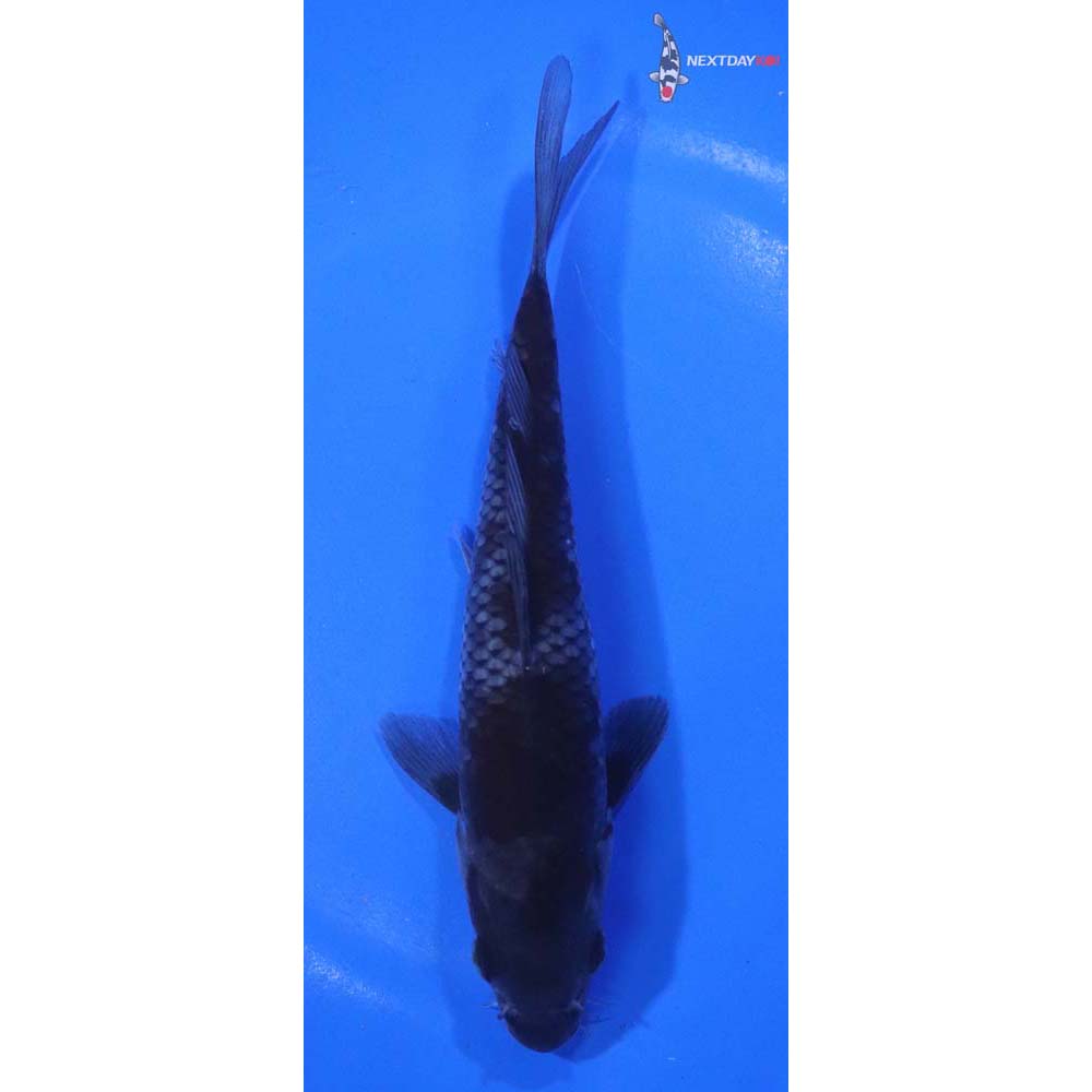 6.5” Imported Ochiba Shigure