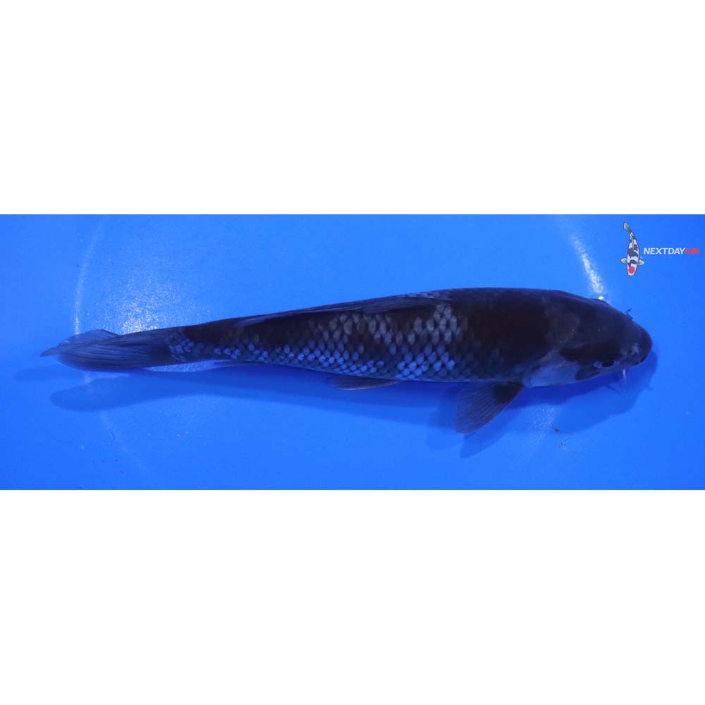 6.5” Imported Ochiba Shigure