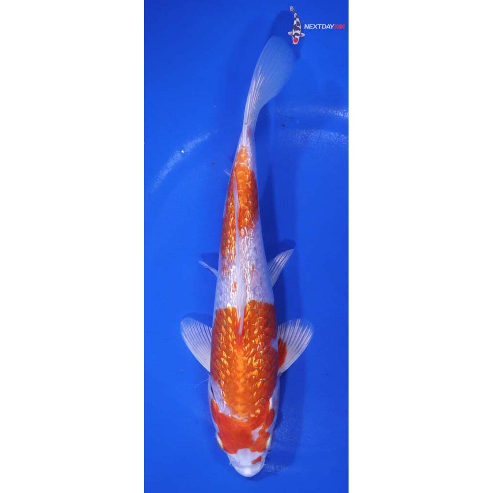 7.5” Imported Gin Rin Hariwake