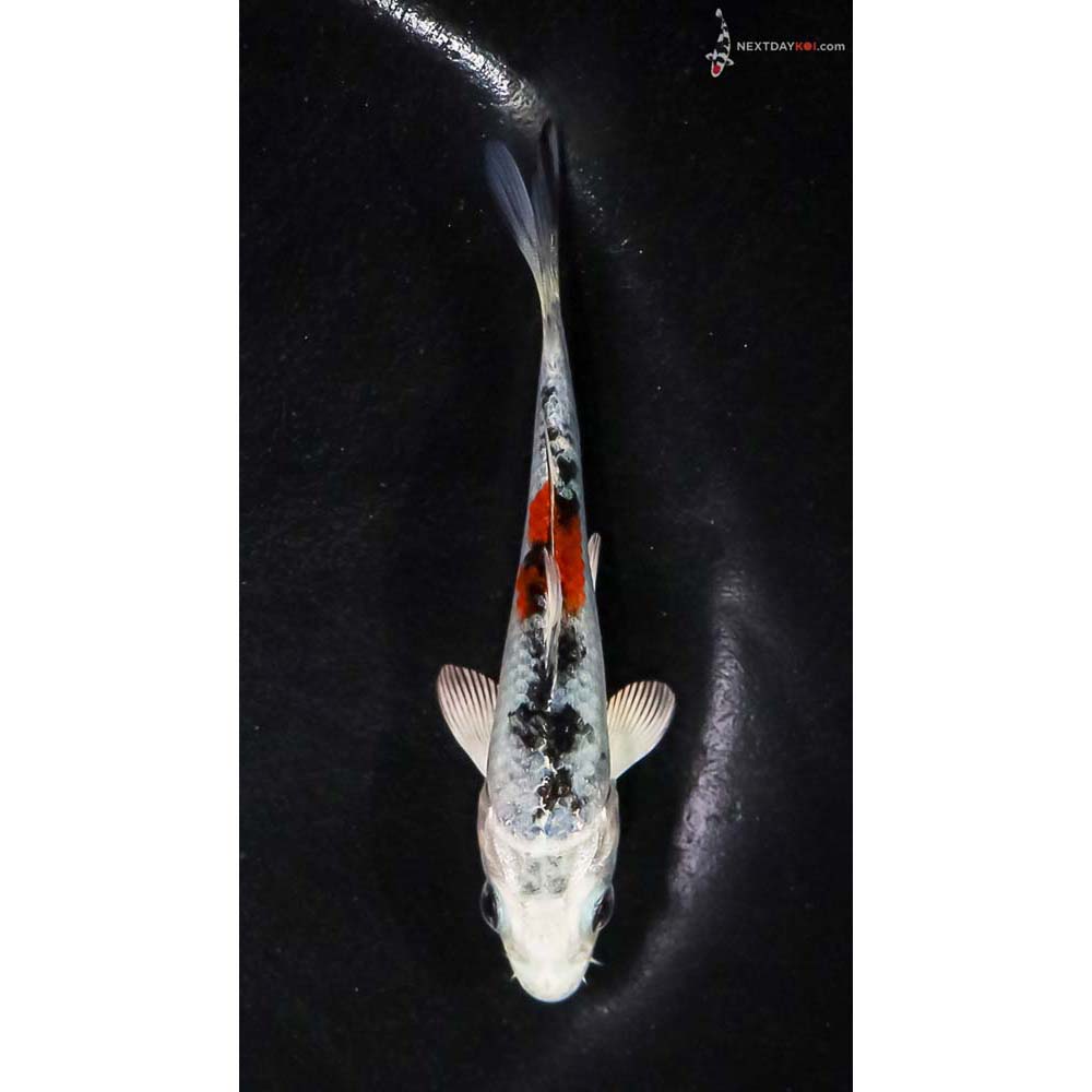 3.5” Imported Yamato Nishiki