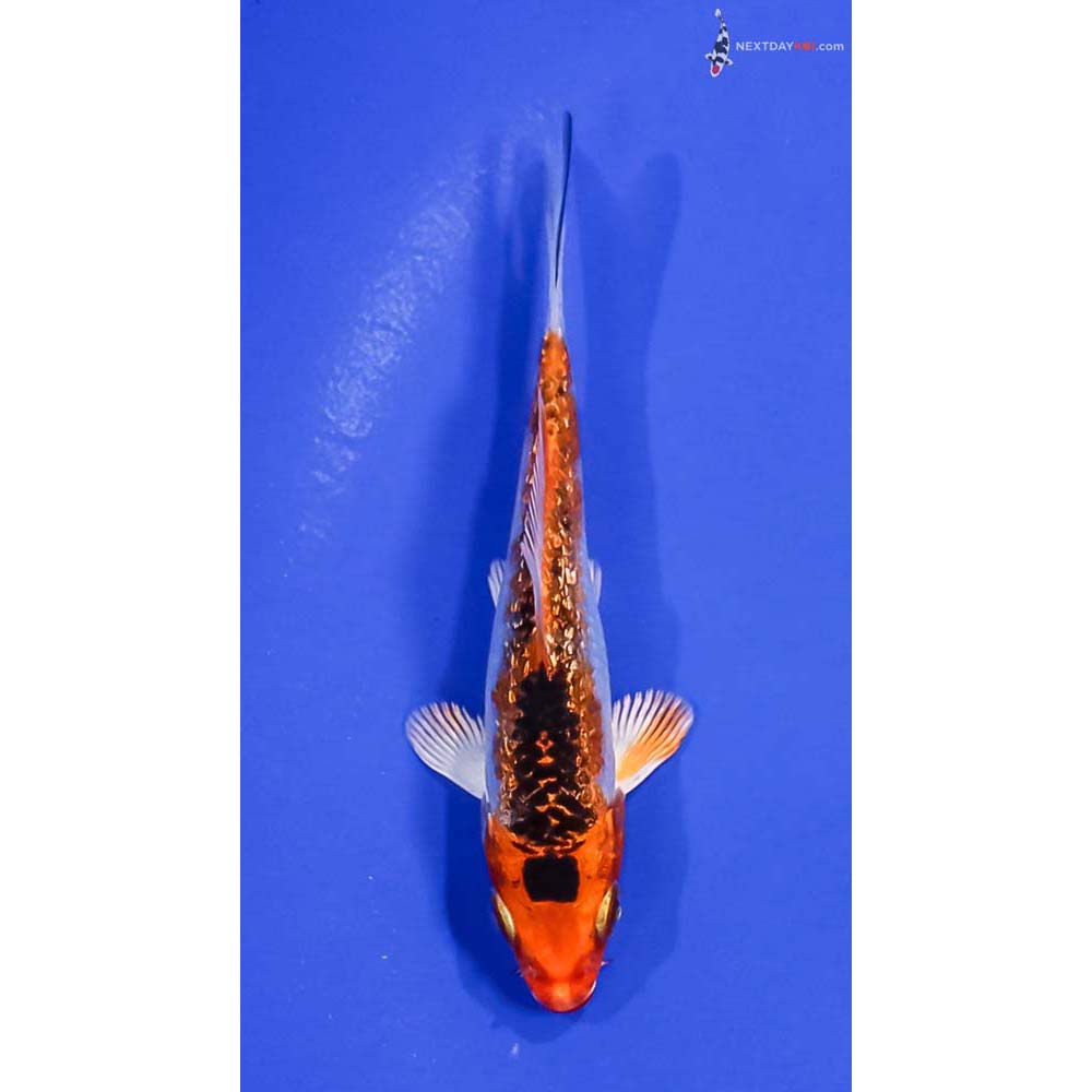 4” Imported Gin Rin Kujaku