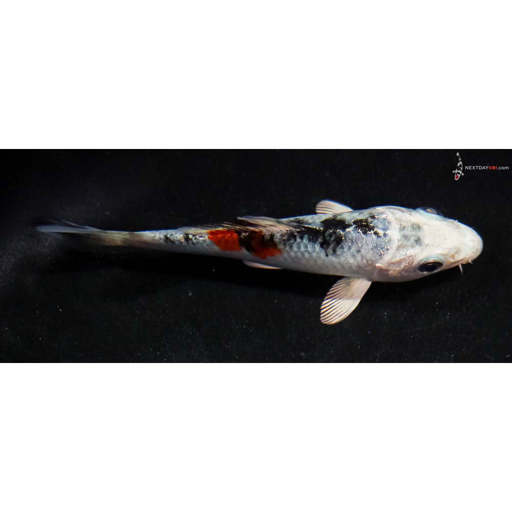 3.5” Imported Yamato Nishiki