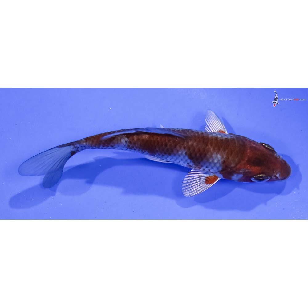 4” Imported Ochiba Shigure